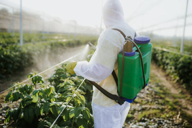 Best Termite Control Services  in Paw Paw, MI